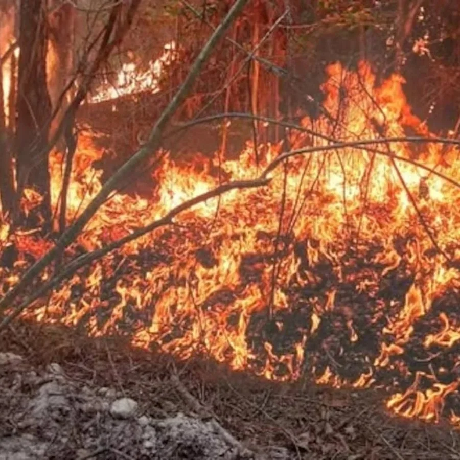 Louisiana Department of Agriculture and Forestry Responds to Wildfire Reburn in Union Parish