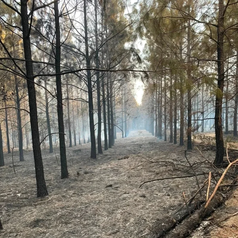 Firefighters Respond to 22 Wildfires as Dry Conditions Persist Across Louisiana