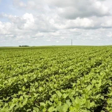 Late-Season Soybean Management: Protecting Seed Size and Preparing for Harvest
