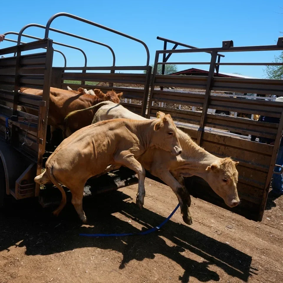 Mexico Resumes Limited Cattle Exports to US After Screwworm Pause, Relieving Ranchers
