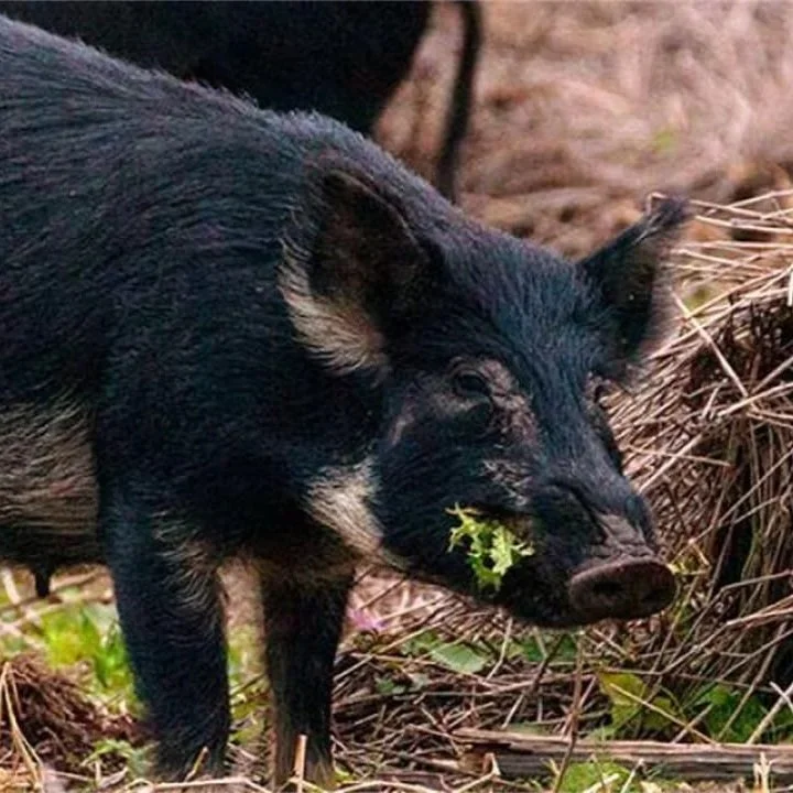 USDA Takes a Comprehensive Approach to Feral Hog Challenge