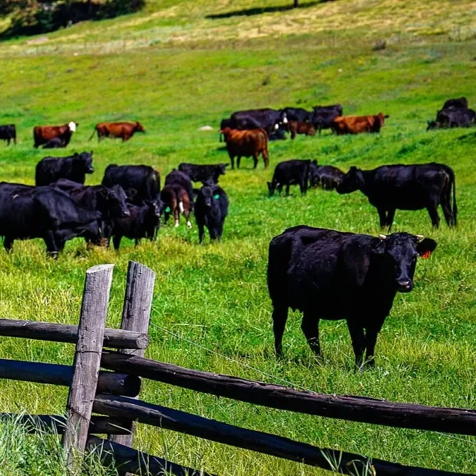 AFBF Analyzes Potential Beef Import Impacts: Urges President Trump to Reconsider