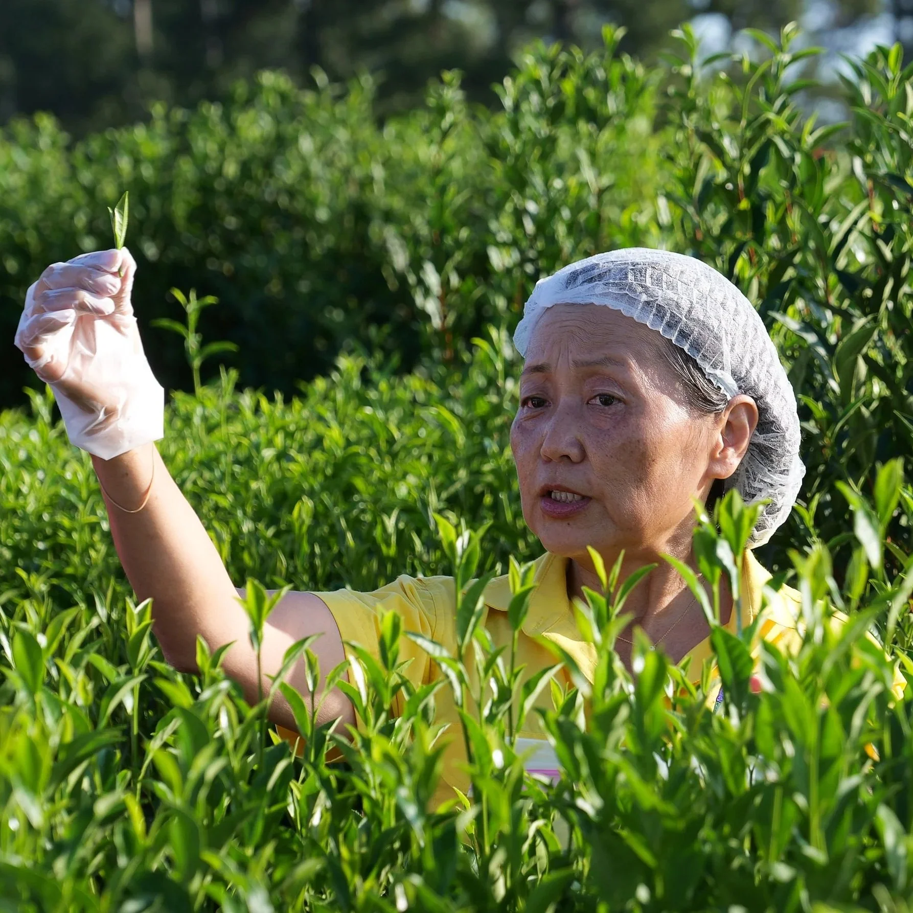 With Interest Brewing Among Growers, AgCenter Teaches the Science and Art Behind Tea Production 