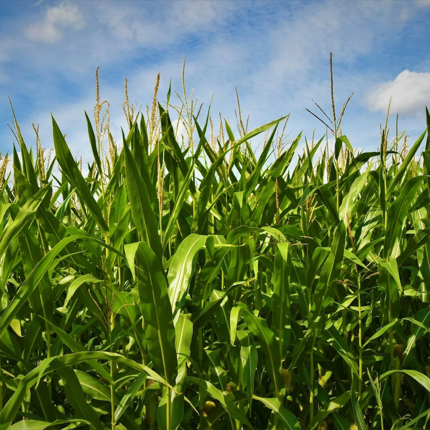 Aflatoxin and Storage Recommendations for Infected Grain