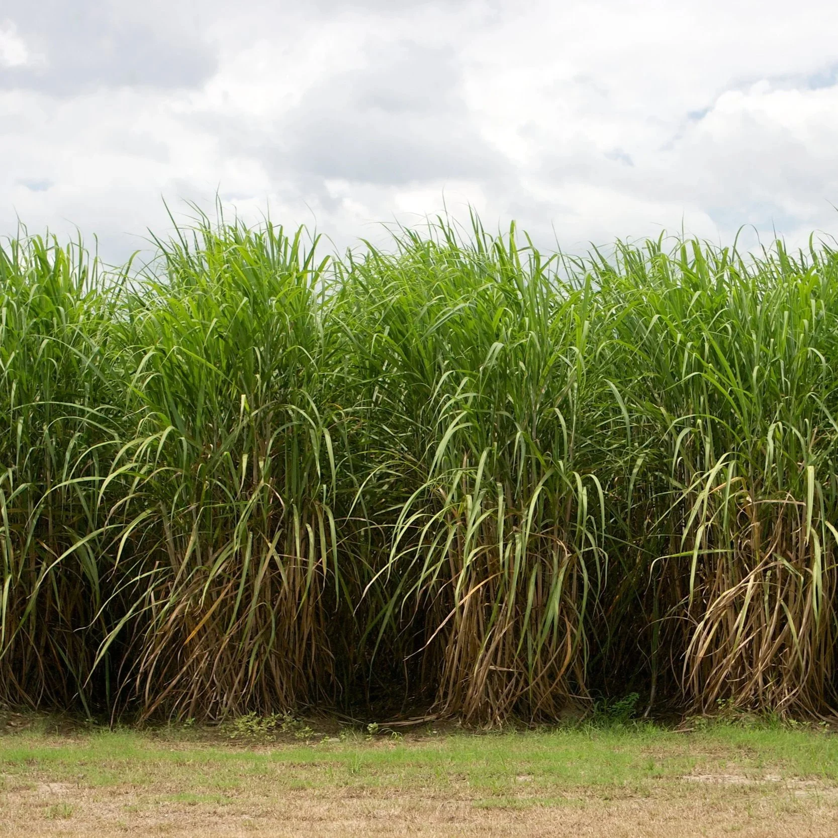 Sugarcane Research on Display: What Growers Learned During Field Day Season