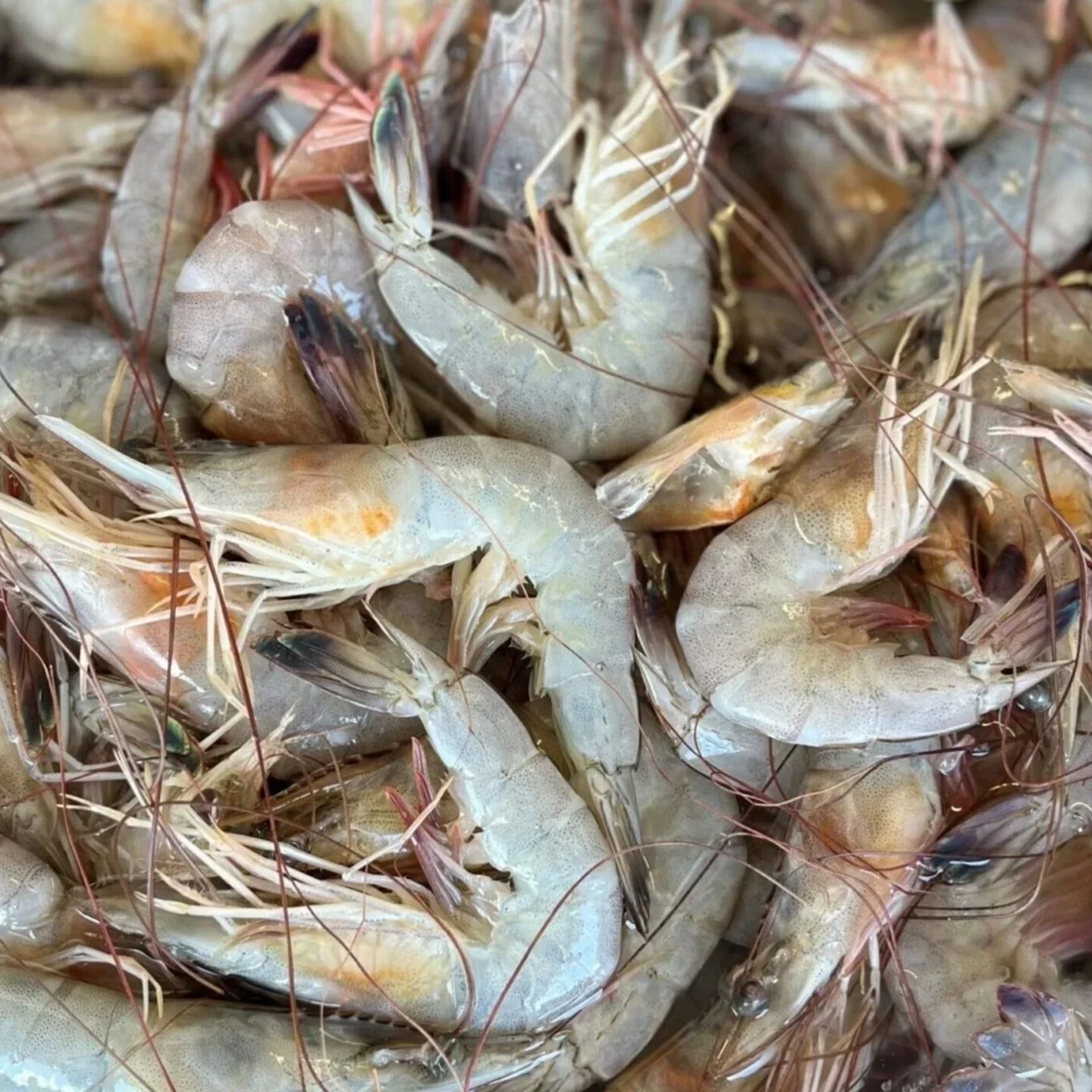 USDA Announces $20 Million Purchase of Wild-caught American Shrimp