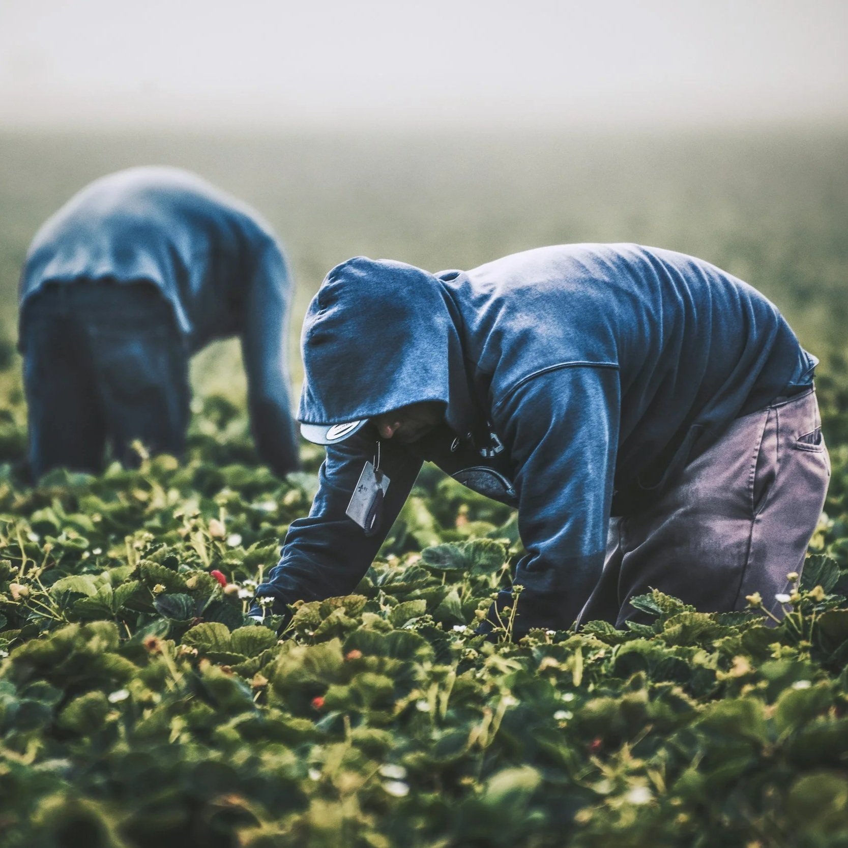 New H-2A Adverse Effect Wage Rates Up in Air as Court Orders DOL to Try Again: What Agricultural Employers Need to Know