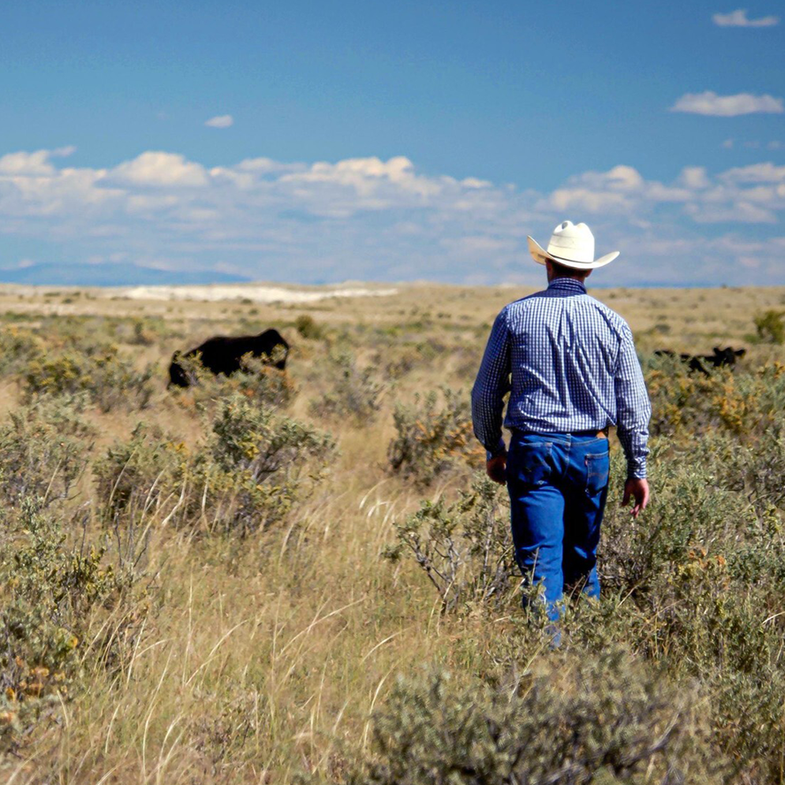 Secretary Rollins Announces Ranchers First Initiatives to Rebuild the Great American Beef Herd