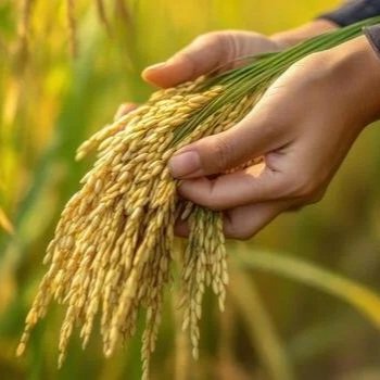 Imported Rice Could Control the Domestic Market by 2033