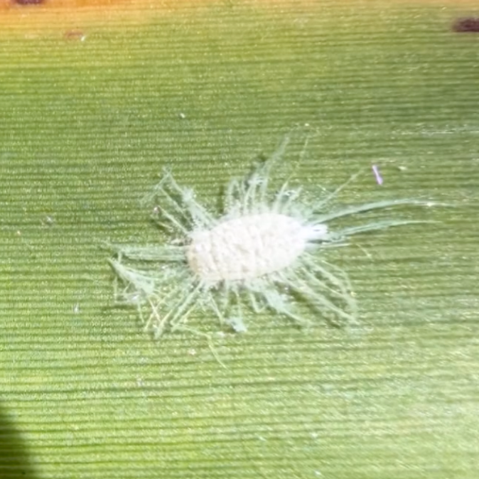 Pasture Mealybug Creates New Challenge for Louisiana Sugarcane Growers 