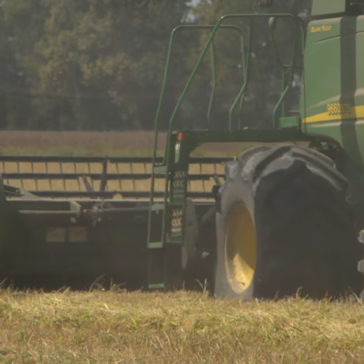 Louisiana Rice Harvest Sees Average Yield Amid Acreage Decline
