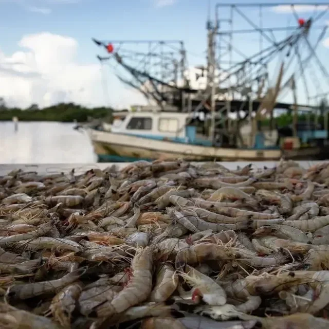 Louisiana Shrimpers Ask Trump for a Lifeline Amid Influx of Imports