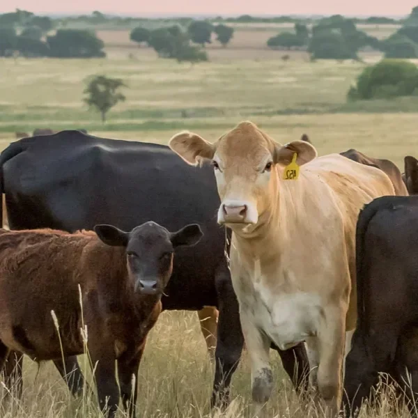 Cattle Market Update