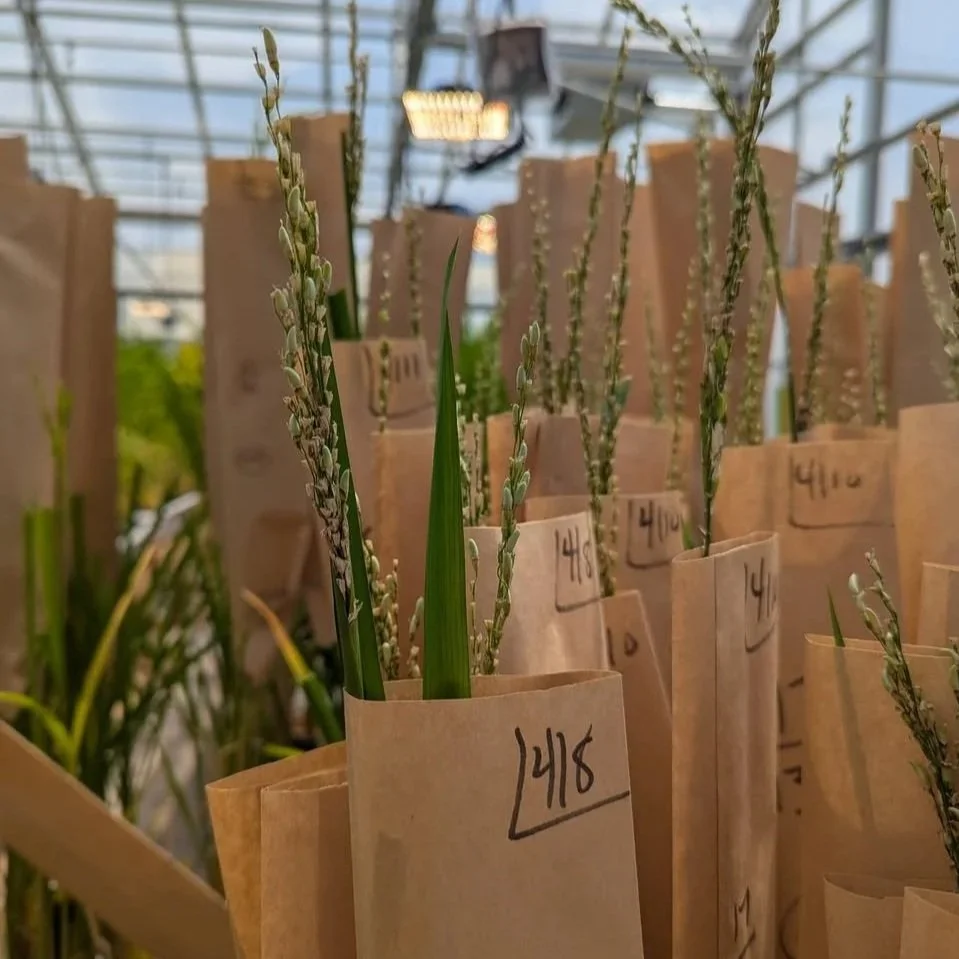 Promoting US Grown Jasmine Rice Holds Key to Reducing Imports