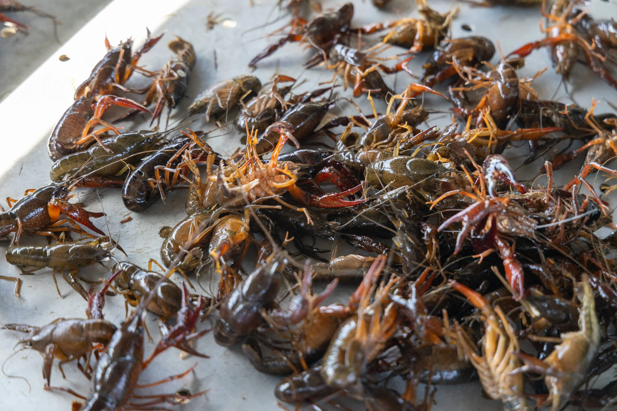 DylanBenoitCrawfish_2025_01.jpg