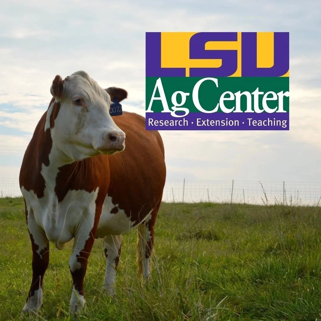 Economics of Backgrounding Calves on Winter Forage in 2026