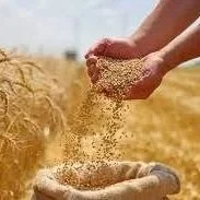 High Inputs Mean High Break-Evens for '27 Crop
