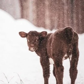 Strong El Niño Could Reshape Winter Weather for U.S. Ag