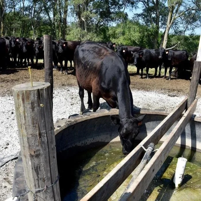 New Livestock Watering System Provides Many Benefits to Producer, Cattle