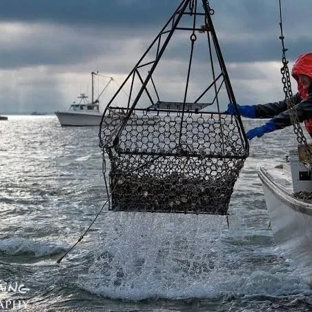 Oyster Season Set to Open With Boom in Harvest