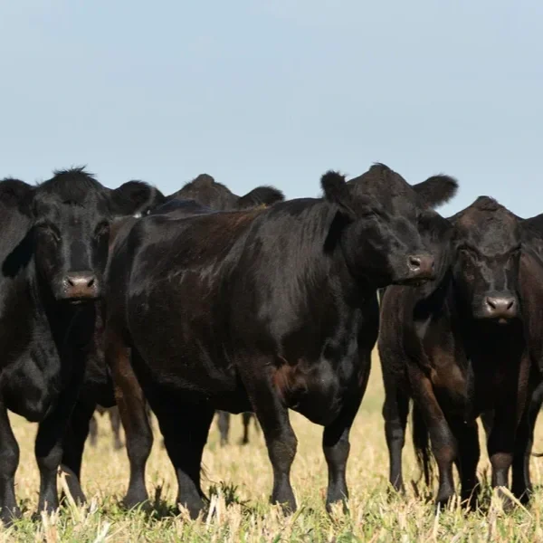 Cattle Prices Peak Before Herd Rebuilding Adds Supply