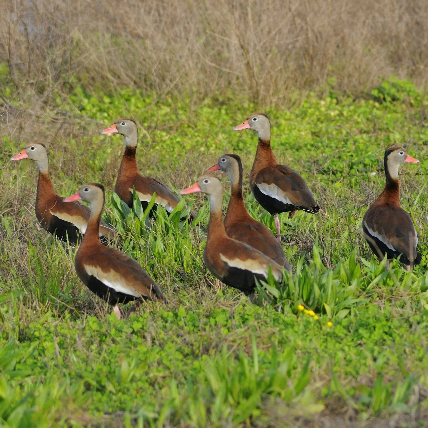New Duck Hunting Season Offers Potential Tool for Louisiana Rice Farmers 