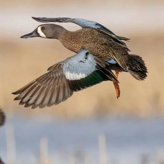 Migration Alert: Louisiana Teal Hunters Remain Optimistic Despite Mixed Conditions