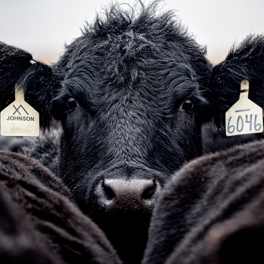 USDA Invests in America’s Beef and Ag Producers with Funding for Value-Added Agriculture