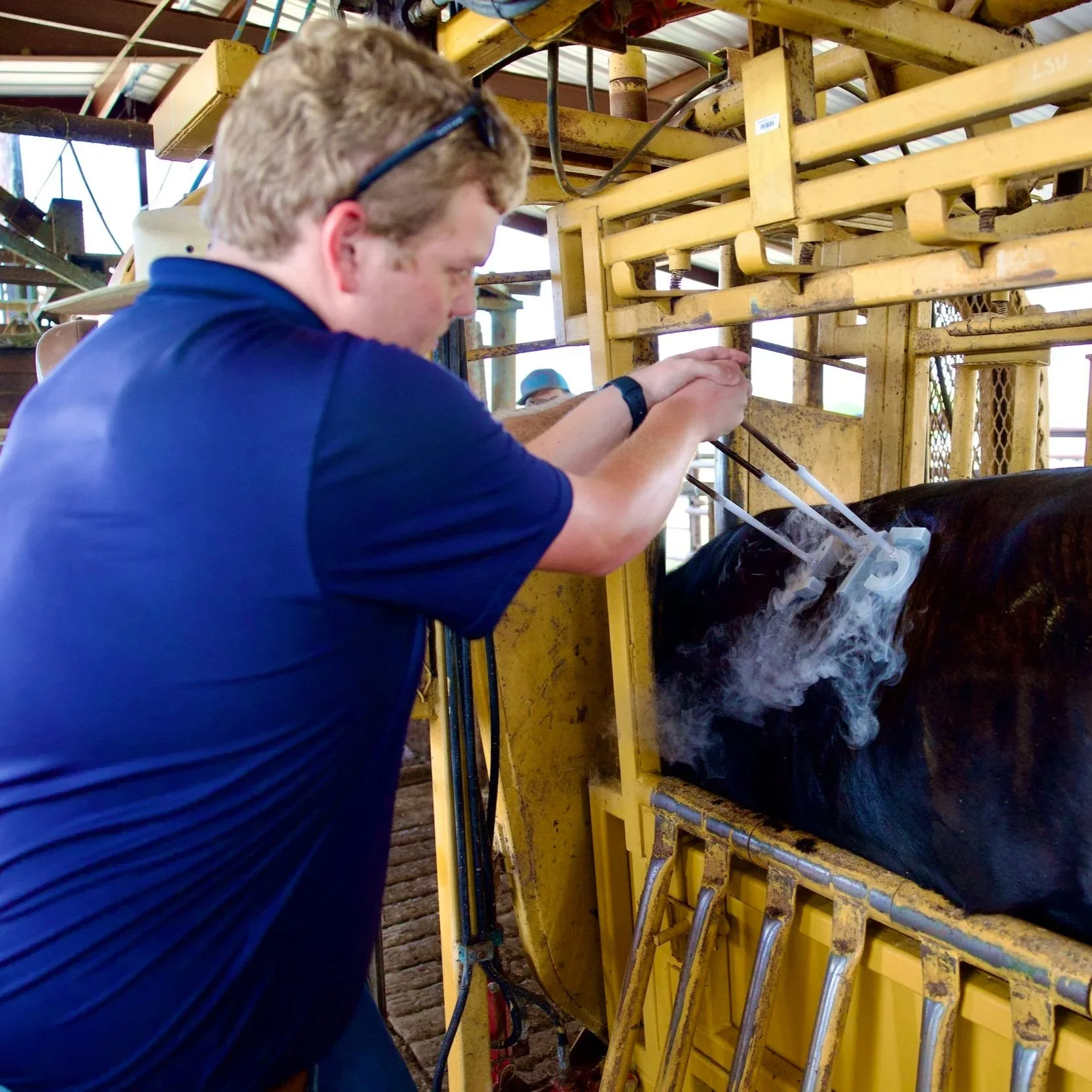 Beef, Forage Field Days Focus On Cattle ID Methods, Soil Drainage, More
