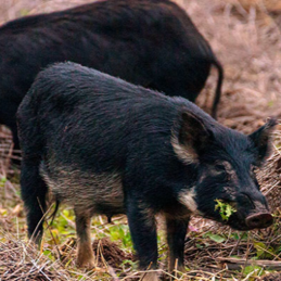 DEADLINE EXTENDED TO SEPT. 25: $35 Million Available for Partnerships to Combat Feral Swine