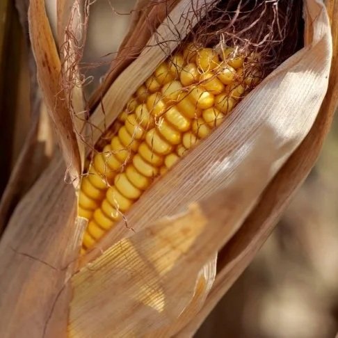 Rising Prices Helping but Haven't Caught Up with Increasing Input Costs