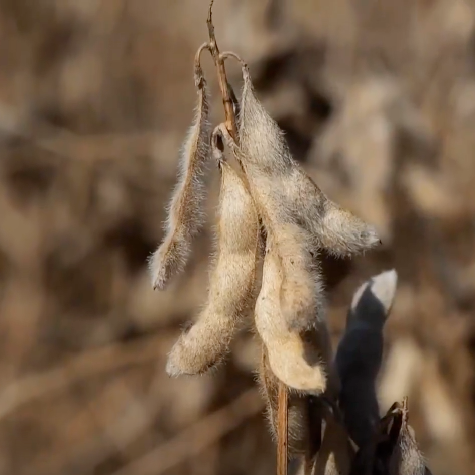 LSU AgCenter Soybean Trials Put Varieties to the Test