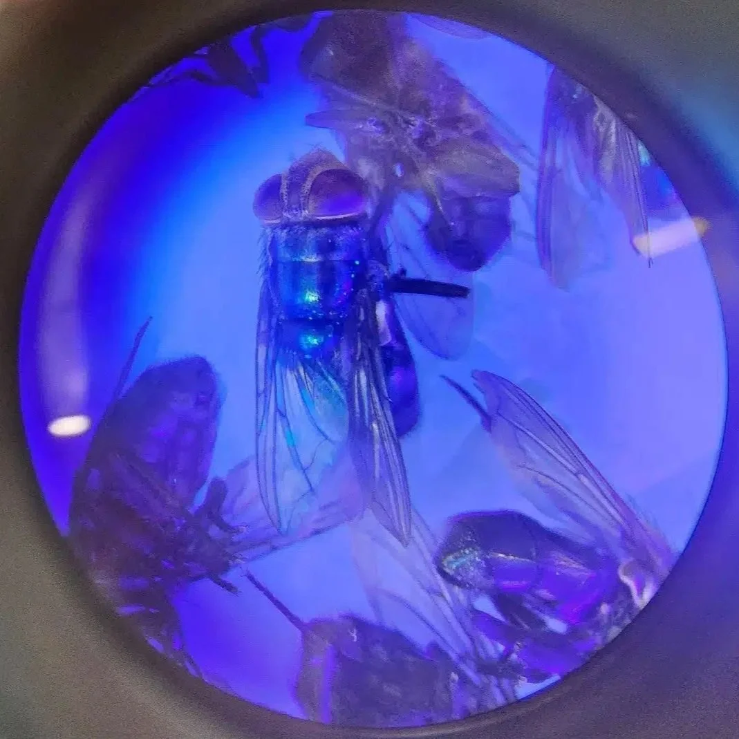 Scientists Test FDA-Approved Drug Against New World Screwworm
