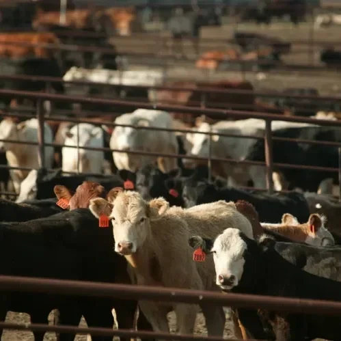 U.S. Eases Screwworm Ban on Mexican Cattle, but Beef Prices Unlikely to Budge