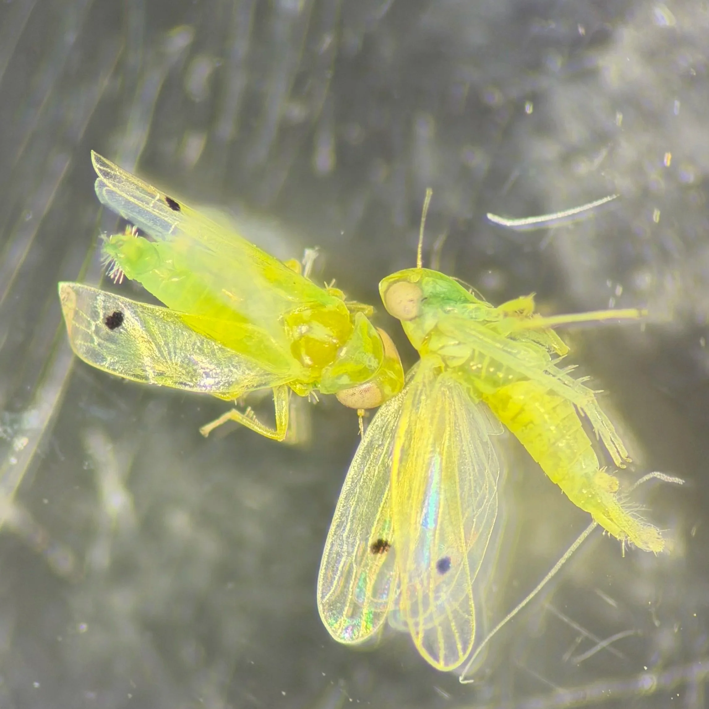 Try to Spot the Two-spot Cotton Leafhopper: LSU AgCenter Researchers Receive USDA Grant to Raise Awareness