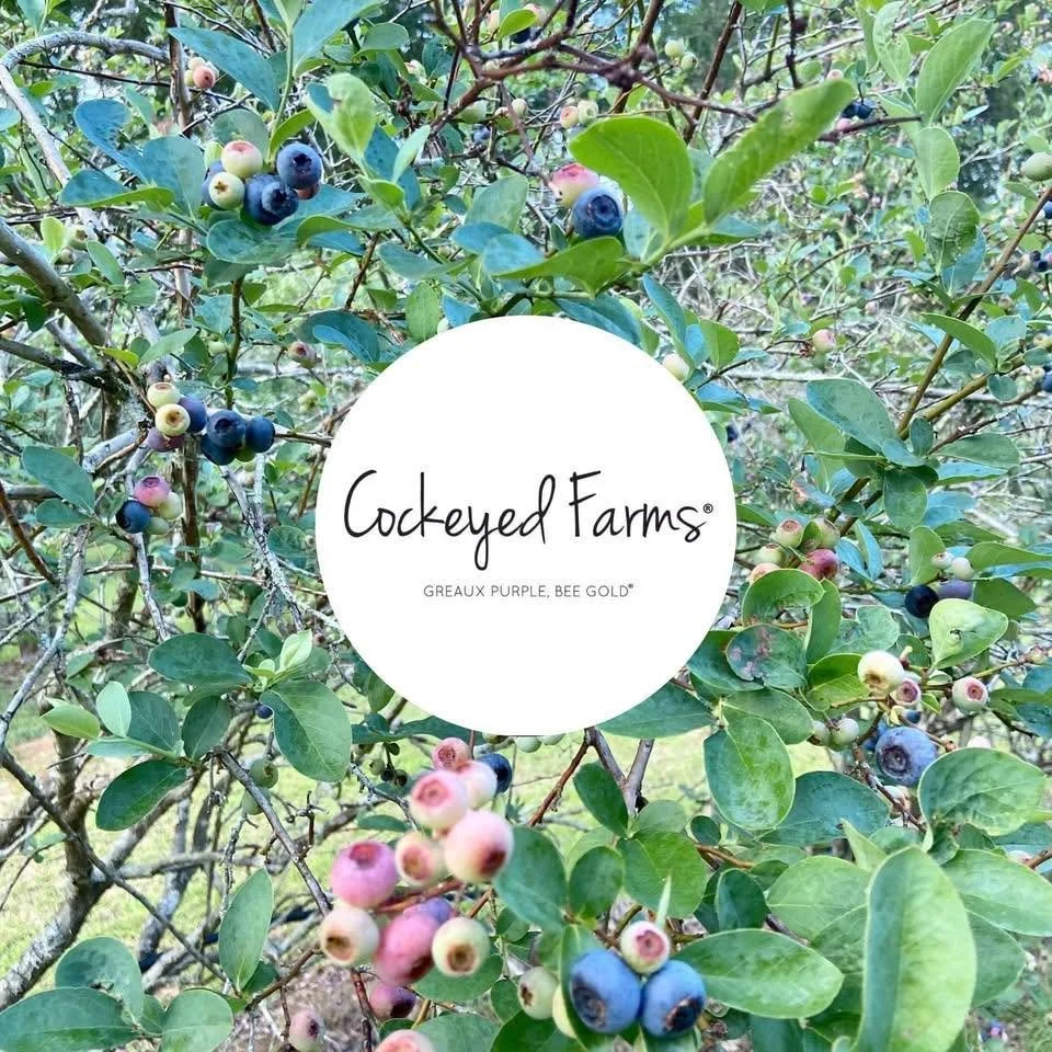 USDA Invests in Cockeyed Farms to Boost Value Added Elderberry Products