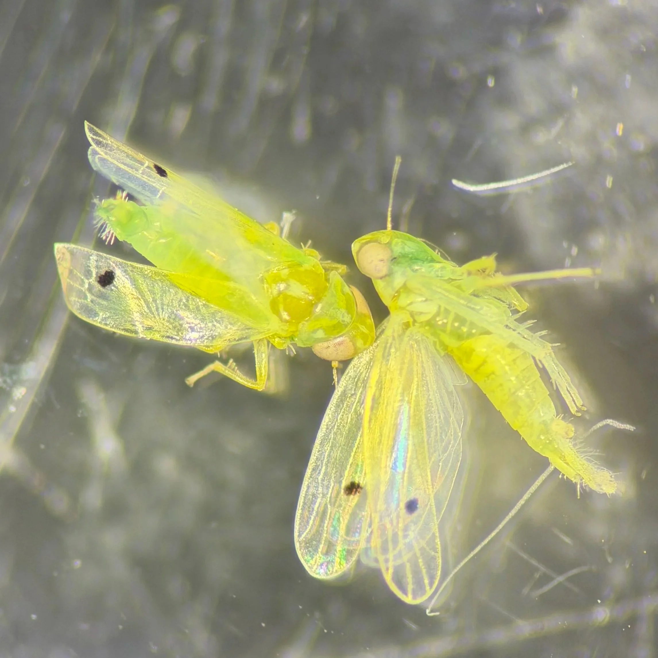 Try to Spot the Two-Spot Cotton Leafhopper: LSU AgCenter Researchers Receive USDA Grant to Raise Awareness