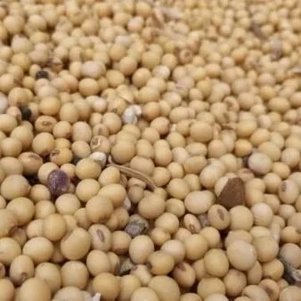 Grain Markets Await More Chinese Purchases
