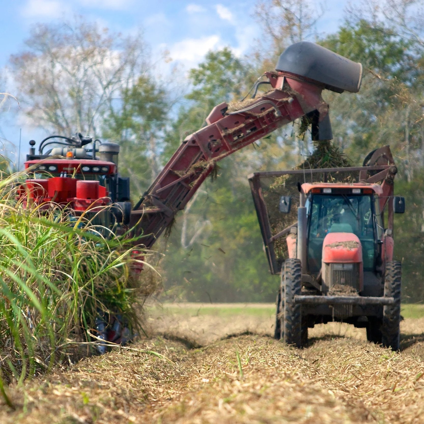 Sugarcane Growers Expect Record Season Despite Pest Concerns