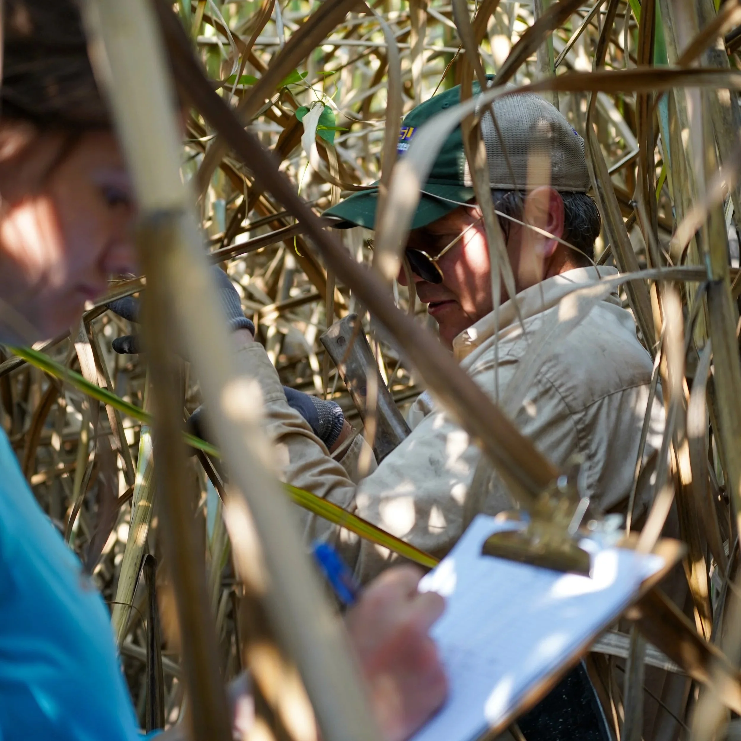 New Invasive Pest Continues to be a Problem for Sugarcane as Harvest Begins