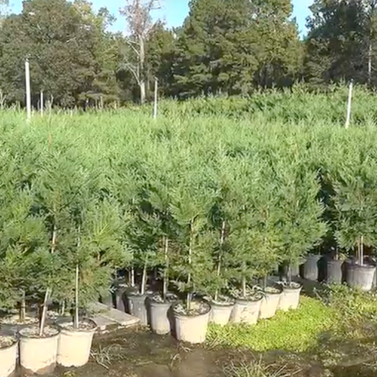 Behind the Scenes: How Christmas Trees are Grown at Grant Farms