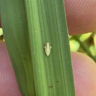 Louisiana Rice: Notice Rice Delphacid Found