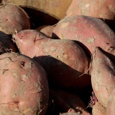 Sweet Potato Harvest Going Well, Waiting on Cooler Weather