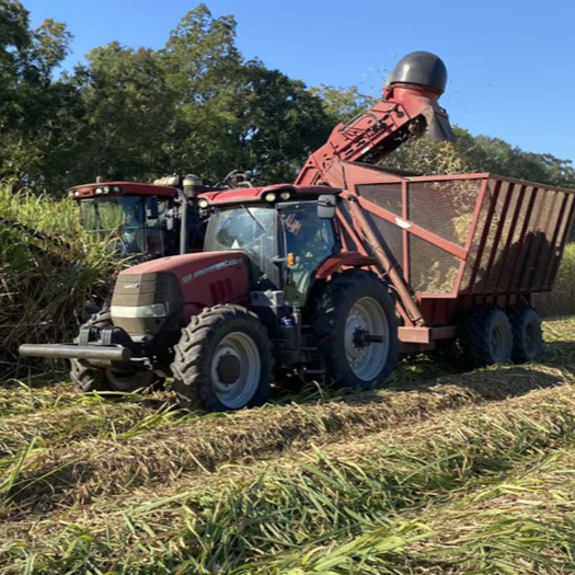 Harvest Season Begins for Sugarcane in Louisiana