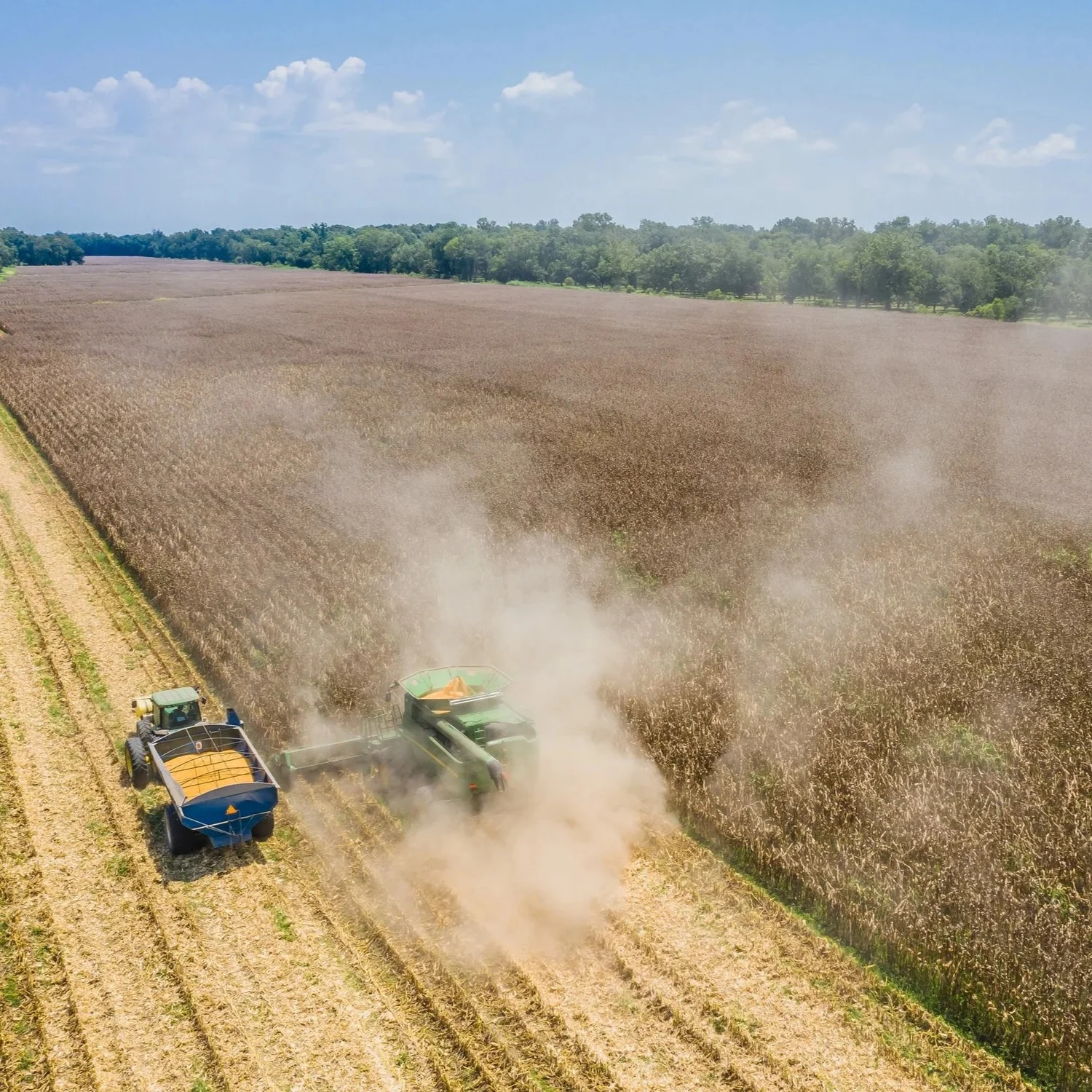 Crop Market Report for Corn, Soybeans, Rice, and Cotton: October 2026