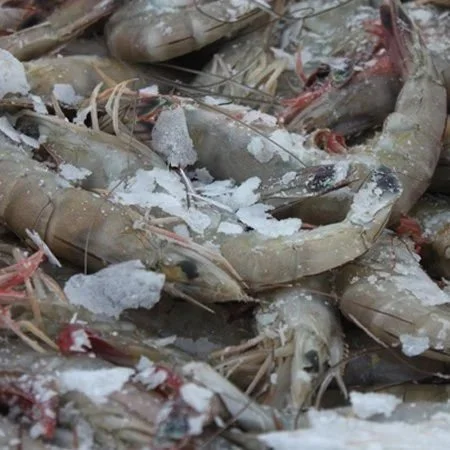 FDA Rejects 67 Shrimp Entry Lines for Banned Antibiotics in First Nine Months of 2026