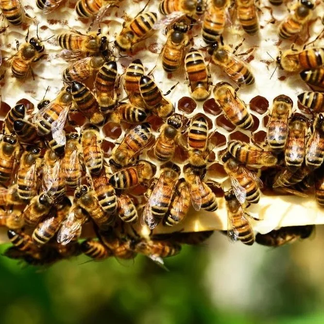 USDA Funding Boosts Louisiana Honey, Citrus and Pecan Growers