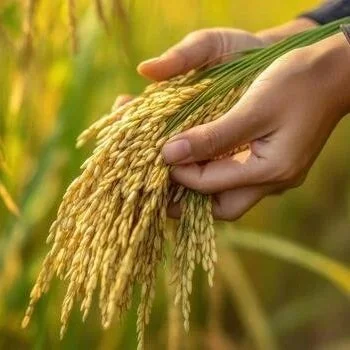 Rice Outlook: October 2026