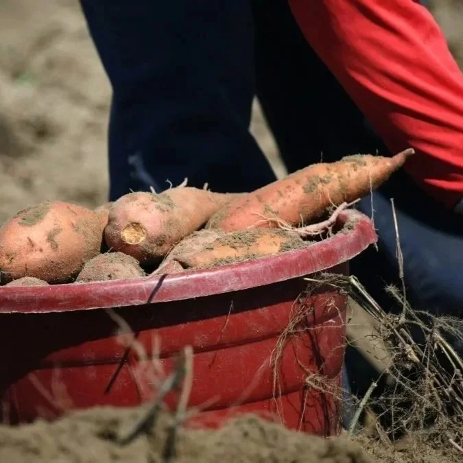 Who Harvests America’s Food? The Role of H-2A in U.S. Agriculture