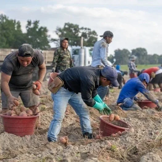 Louisiana Farm Bureau and Agricultural Groups Urge Timely Release of Additional H-2B Visas 
